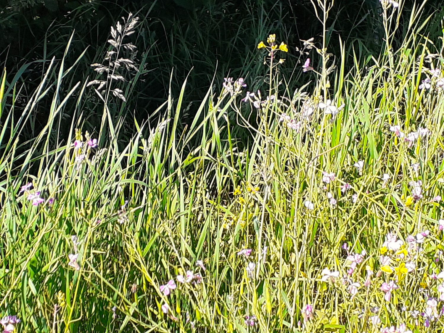 biodiversiteit grassen zonnepark Altweerterheide